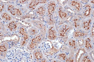 Anti-Xanthine Oxidase antibody [GT1319] used in IHC (Paraffin sections) (IHC-P). GTX03231