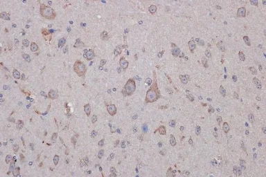 Anti-Xanthine Oxidase antibody [GT1319] used in IHC (Paraffin sections) (IHC-P). GTX03231