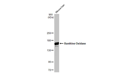 Anti-Xanthine Oxidase antibody [GT1319] used in Western Blot (WB). GTX03231