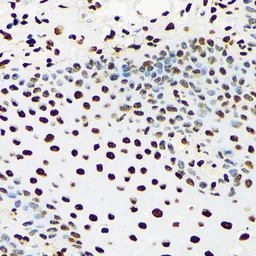 Anti-UAP56 antibody [GT1320] used in IHC (Paraffin sections) (IHC-P). GTX03232