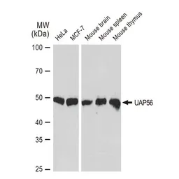 Anti-UAP56 antibody [GT1320] used in Western Blot (WB). GTX03232