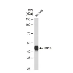 Anti-UAP56 antibody [GT1320] used in Western Blot (WB). GTX03232