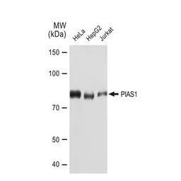 Anti-PIAS1 antibody [GT1323] used in Western Blot (WB). GTX03235