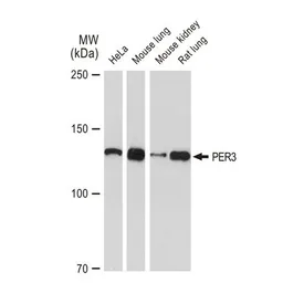 Anti-PER3 antibody [GT1327] used in Western Blot (WB). GTX03239