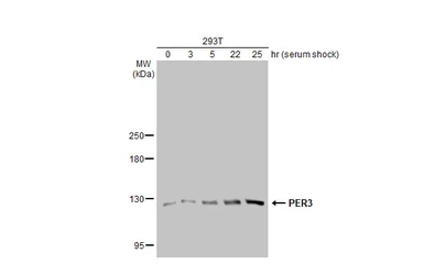 Anti-PER3 antibody [GT1327] used in Western Blot (WB). GTX03239