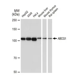 Anti-ABCG1 antibody [GT1330] used in Western Blot (WB). GTX03242