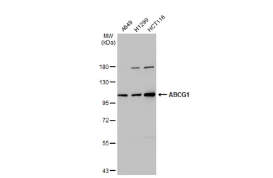 Anti-ABCG1 antibody [GT1330] used in Western Blot (WB). GTX03242