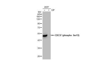 Anti-CDC37 (phospho Ser13) antibody [GT1338] used in Western Blot (WB). GTX03250