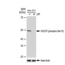 Anti-CDC37 (phospho Ser13) antibody [GT1338] used in Western Blot (WB). GTX03250