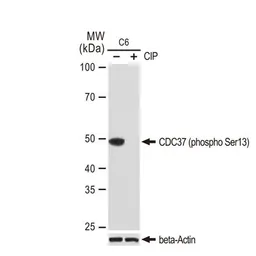 Anti-CDC37 (phospho Ser13) antibody [GT1338] used in Western Blot (WB). GTX03250