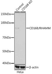 Anti-CD168 / RHAMM antibody [GT1346] used in Western Blot (WB). GTX03261