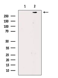 Anti-Filaggrin antibody used in Western Blot (WB). GTX03270