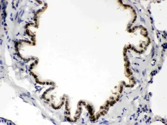 Anti-BMP5 antibody used in IHC (Paraffin sections) (IHC-P). GTX03273