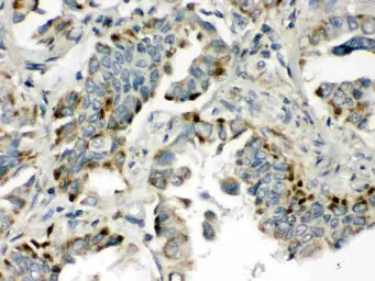 Anti-BMP5 antibody used in IHC (Paraffin sections) (IHC-P). GTX03273
