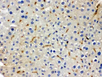 Anti-BMP5 antibody used in IHC (Paraffin sections) (IHC-P). GTX03273