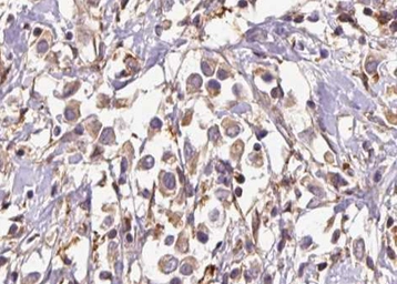 Anti-EXT1 antibody used in IHC (Paraffin sections) (IHC-P). GTX03280