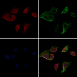 Anti-Caspase 3 (cleaved Asp175) antibody used in Immunocytochemistry/ Immunofluorescence (ICC/IF). GTX03281