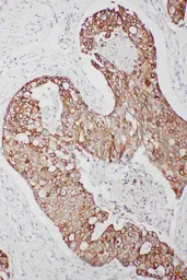 Anti-TNFAIP8L3 antibody used in IHC (Paraffin sections) (IHC-P). GTX03283