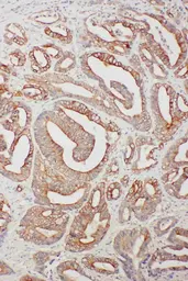 Anti-TNFAIP8L3 antibody used in IHC (Paraffin sections) (IHC-P). GTX03283