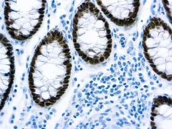 Anti-CDX2 antibody [EP25] used in IHC (Paraffin sections) (IHC-P). GTX03311