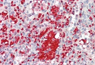Anti-IGF1 antibody used in IHC (Paraffin sections) (IHC-P). GTX03348