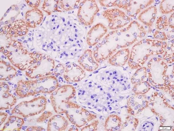 Anti-AGEs antibody used in IHC (Paraffin sections) (IHC-P). GTX03353