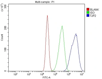 Anti-ZO-2 antibody used in Flow cytometry (FCM). GTX03355