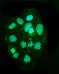 Anti-ZO-2 antibody used in Immunocytochemistry/ Immunofluorescence (ICC/IF). GTX03355