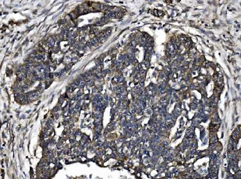 Anti-ZO-2 antibody used in IHC (Paraffin sections) (IHC-P). GTX03355