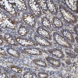 Anti-ZO-2 antibody used in IHC (Paraffin sections) (IHC-P). GTX03355
