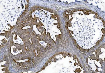 Anti-ZO-2 antibody used in IHC (Paraffin sections) (IHC-P). GTX03355