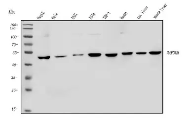 Anti-MAP3K8 antibody used in Western Blot (WB). GTX03357