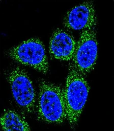 Anti-MUTYH antibody used in Immunocytochemistry/ Immunofluorescence (ICC/IF). GTX03360