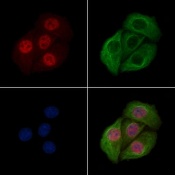 Anti-PLK1 (phospho Thr210) antibody used in Immunocytochemistry/ Immunofluorescence (ICC/IF). GTX03368