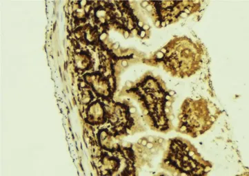 Anti-PLK1 (phospho Thr210) antibody used in IHC (Paraffin sections) (IHC-P). GTX03368