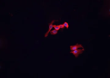 Anti-MSR1 antibody used in Immunocytochemistry/ Immunofluorescence (ICC/IF). GTX03371