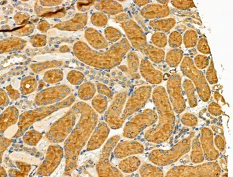 Anti-MSR1 antibody used in IHC (Paraffin sections) (IHC-P). GTX03371