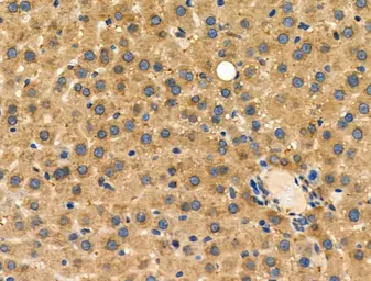 Anti-MSR1 antibody used in IHC (Paraffin sections) (IHC-P). GTX03371