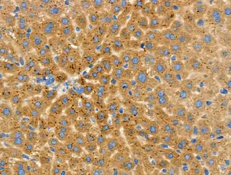 Anti-MSR1 antibody used in IHC (Paraffin sections) (IHC-P). GTX03371