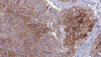 Anti-MSR1 antibody used in IHC (Paraffin sections) (IHC-P). GTX03371