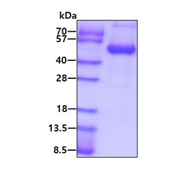 Human CD28 (ECD) protein, human IgG Fc tag and His tag. GTX03373-pro