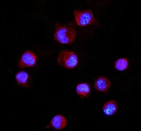 Anti-CD16a antibody used in Immunocytochemistry/ Immunofluorescence (ICC/IF). GTX03379