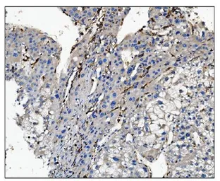 Anti-CD16a antibody used in IHC (Paraffin sections) (IHC-P). GTX03379