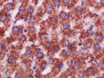 Anti-CD16a antibody used in IHC (Paraffin sections) (IHC-P). GTX03380
