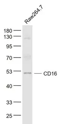 Anti-CD16a antibody used in Western Blot (WB). GTX03380