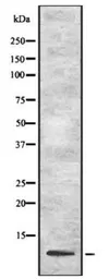 Anti-UFM1 antibody used in Western Blot (WB). GTX03387