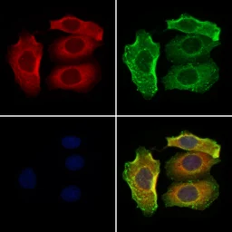 Anti-LAT1 / SLC7A5 antibody used in Immunocytochemistry/ Immunofluorescence (ICC/IF). GTX03401