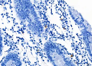 Anti-LAT1 / SLC7A5 antibody used in IHC (Paraffin sections) (IHC-P). GTX03401