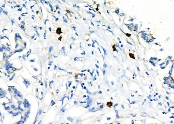 Anti-LAT1 / SLC7A5 antibody used in IHC (Paraffin sections) (IHC-P). GTX03401