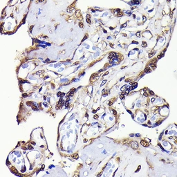 Anti-GAPDH antibody [GT1355] used in IHC (Paraffin sections) (IHC-P). GTX03407